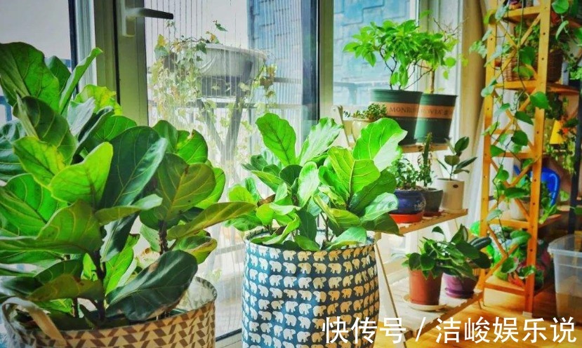 植物|植物黄叶原因有“五点”,只要做得对,立马变油绿