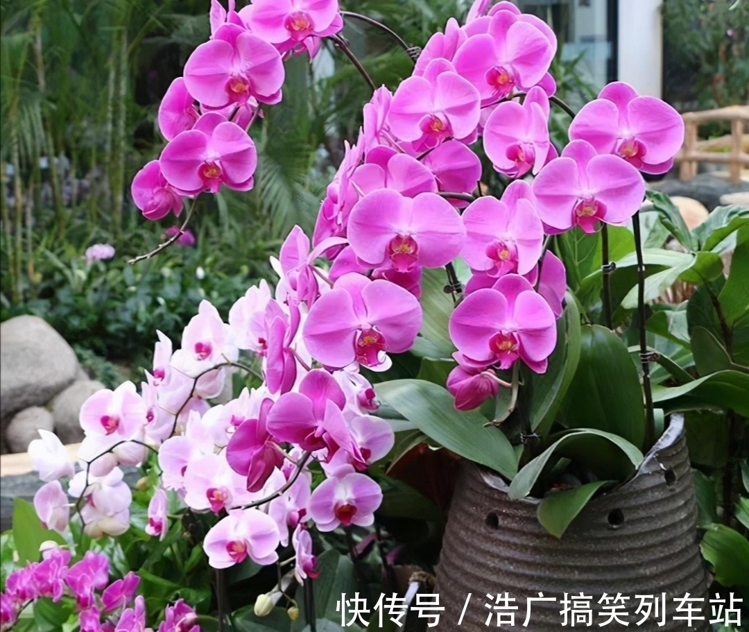 你知道吗?夏天6种花要“休眠”,浇水多了就烂根