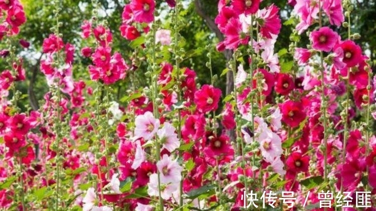 养花试试这几款,花开繁盛花香怡人,繁花似锦,姿色艳丽