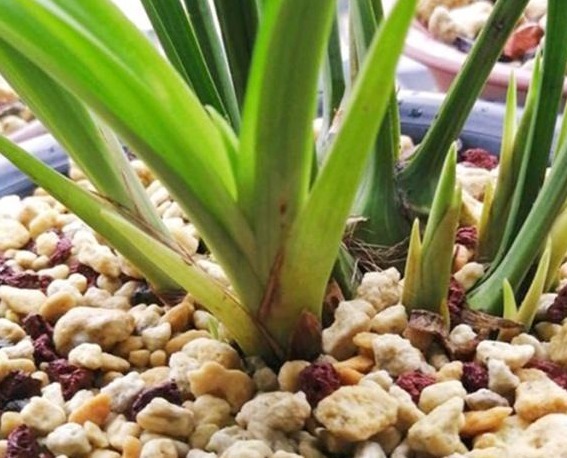 养殖小经验兰花长得好不好，不用羡慕别人啦，手把手教你养爆盆