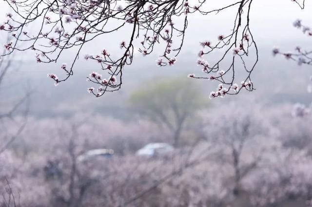 杏花|背靠五莲山！久负赏花盛名，今日一见确实惊叹