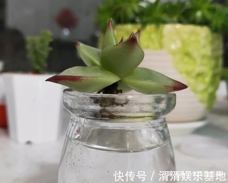 不喜水的多肉,却可以水培2种操作方法,肉肉照样出状态