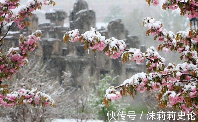 雨雪天冻不死的8种花,越冷越开花,冬天养一盆,喜庆又漂亮
