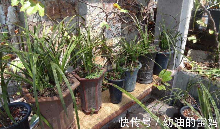 花友们|退休老夫妻传授经验：冬天暖房养兰花，抓住这3点很关键