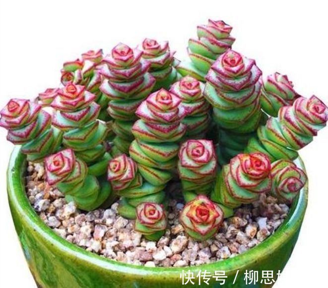 4种花卉,开花喜庆又好养,适合新手养,满屋飘香