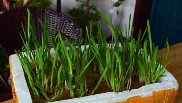 泡沫箱别丢!掰一块扦插养花,省钱实用,用途极广