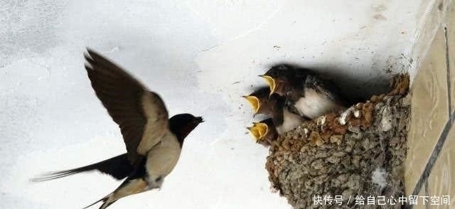 喜指|俗语“宅子有3喜,家中出人才”,你知道3喜指的是啥吗