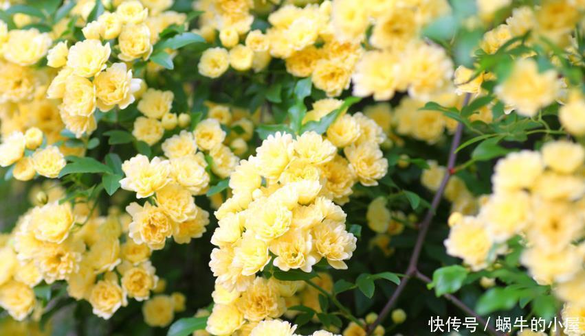 美爆阳台的“4种花”,好养易活,成就感满满,花美心情好!