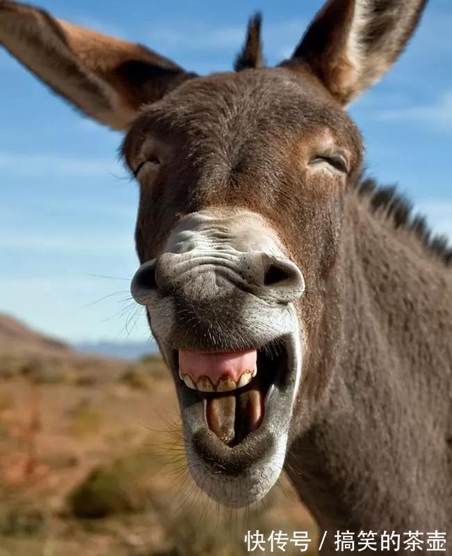 |5个特搞笑的笑话,笑到肚子疼