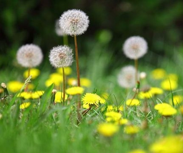 蒲公英水|农村大姐，因一壶蒲公英水，被送进医院，她犯的错你可能也在犯！