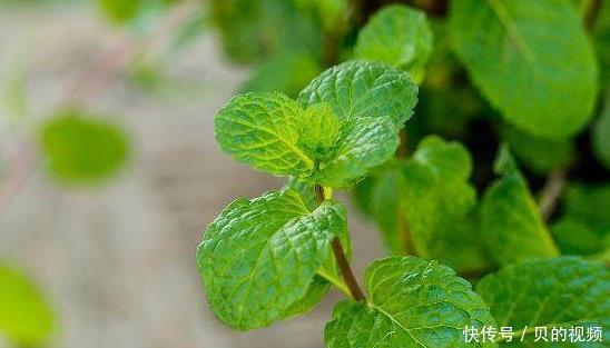 植物|4种能够抗病抗菌的植物，家里养上几盆，小病小灾都不怕！