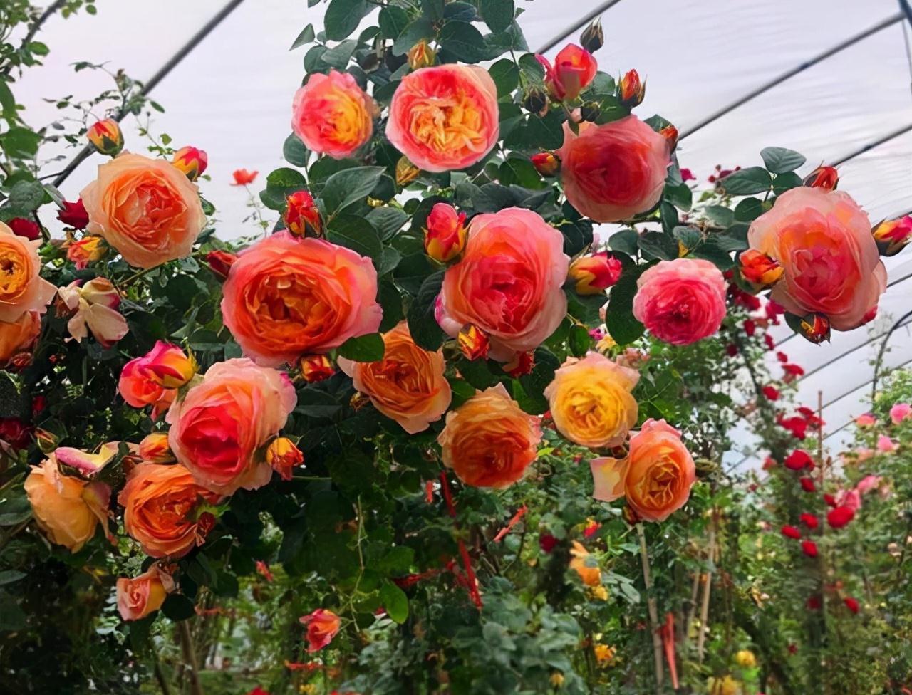 农历九月十八霜降后,养什么花?家里养3种花,龙门精神健健康康