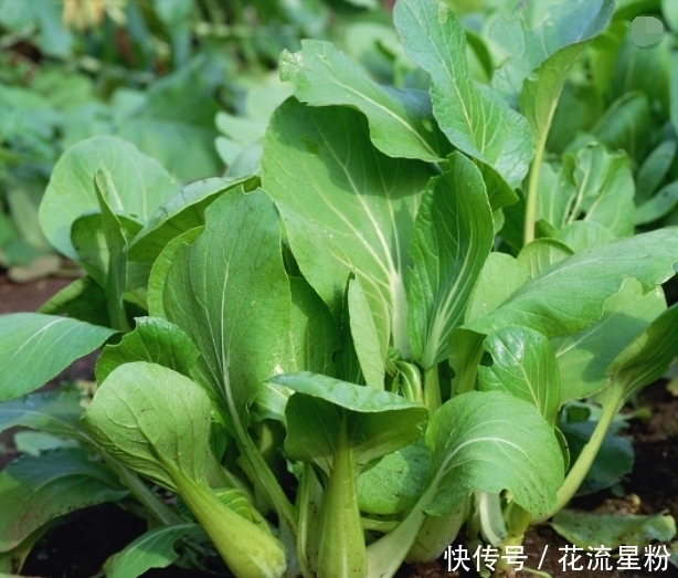 此青菜要少吃,没营养还伤身,却有很多人不清楚,快来了解下