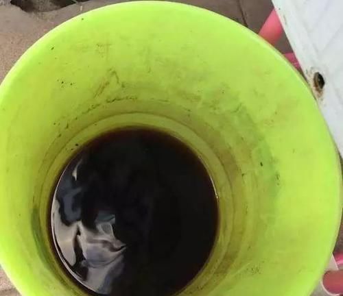 浇君子兰加“3种肥水”,养2年不烂根,土壤疏松透气、肥沃促花