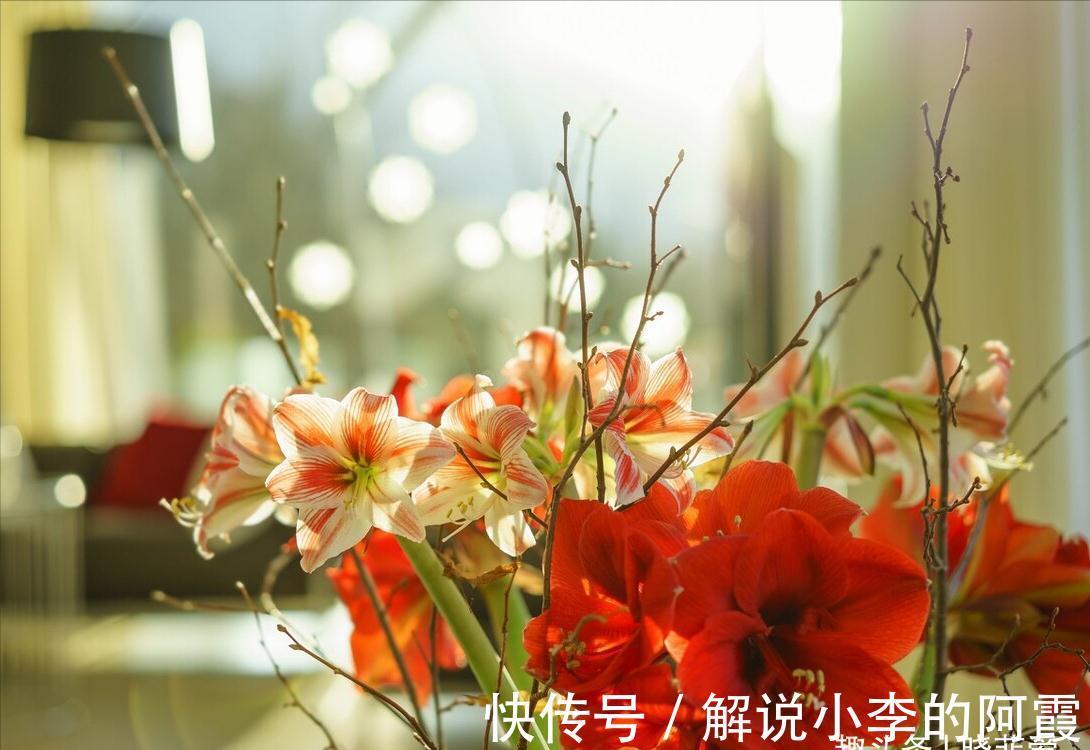 富贵|适合客厅养的5种漂亮花,喜庆大气又吉祥,幸福感满满