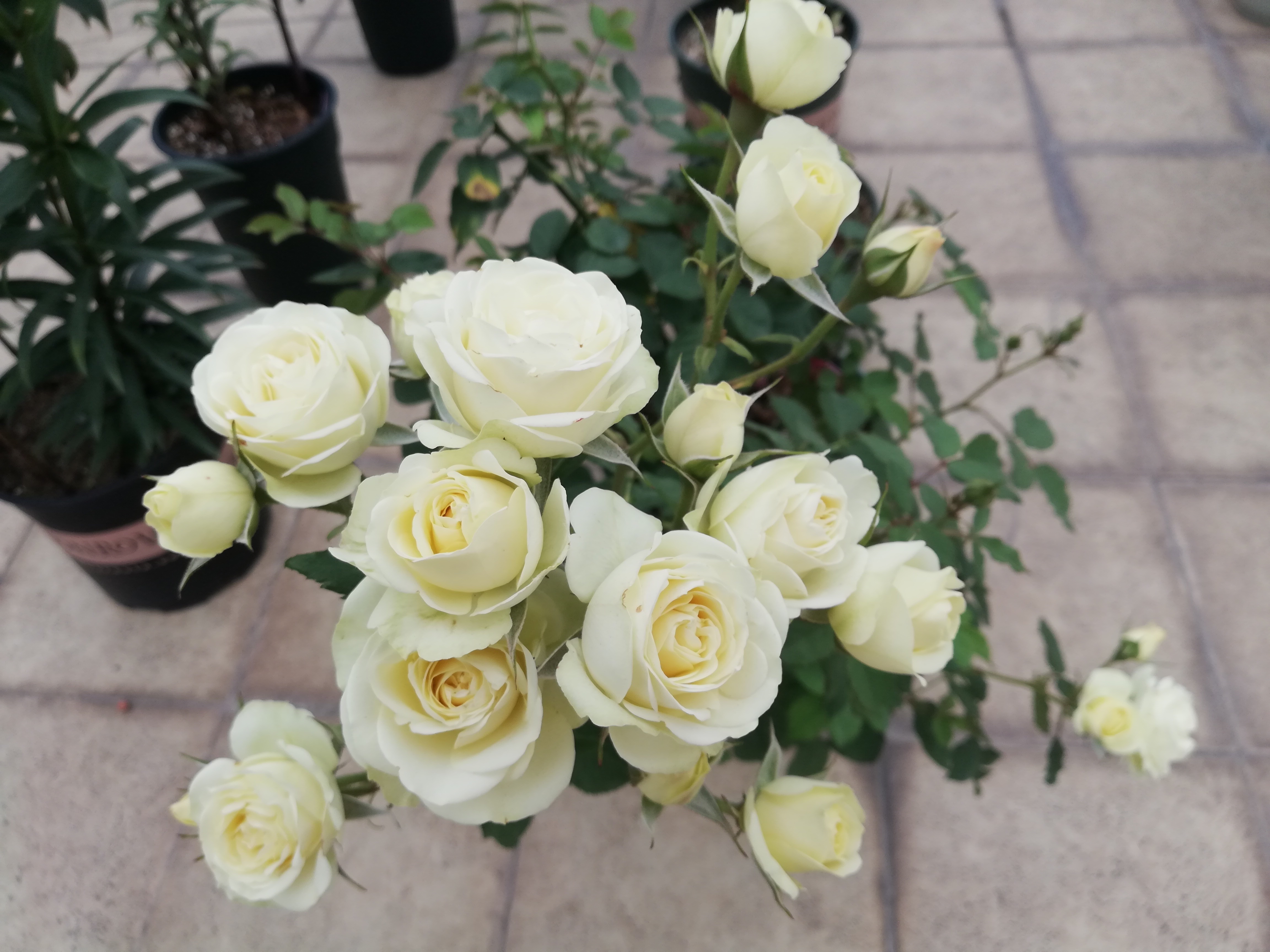 月季花|夏季最好养的花,丢土里就能活,春节时开花,花朵漂亮,花香四溢