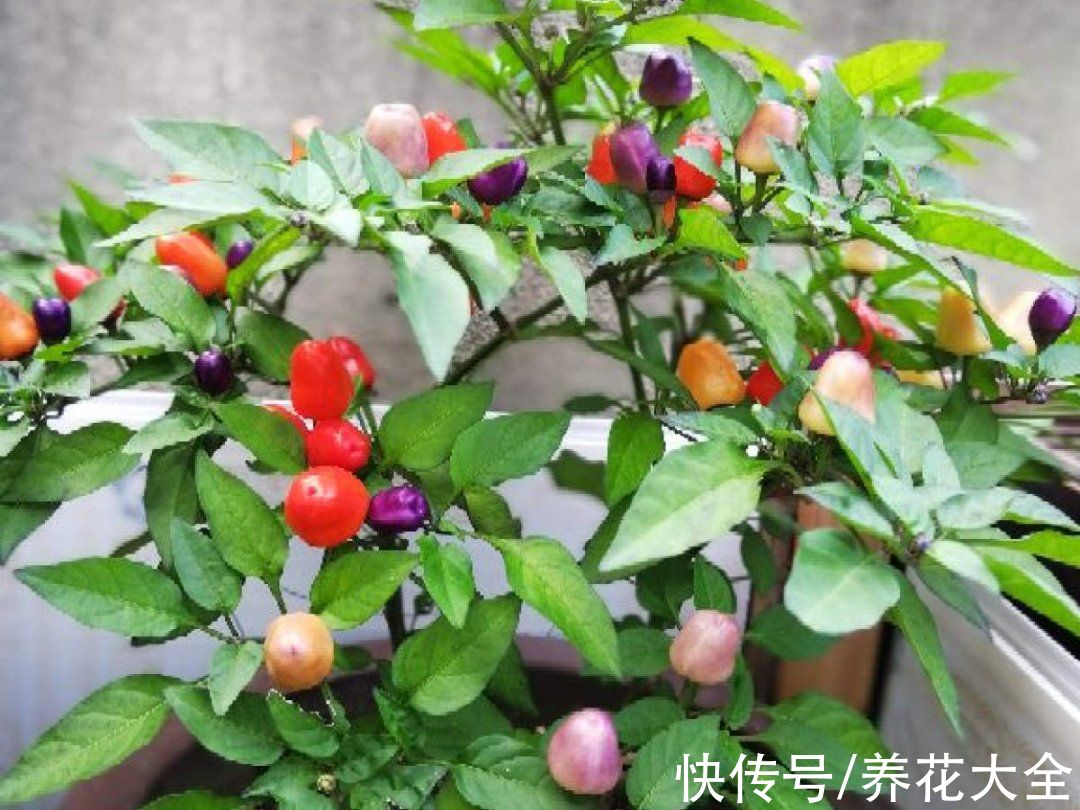 50种花春天播种,长满小院子,能开一整年