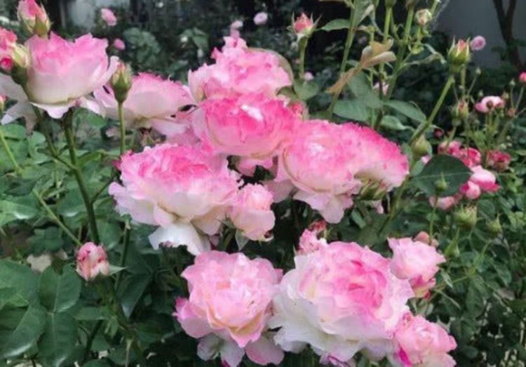 阳台养这款花，丢土里就能活，花开繁盛，花苞如绣球，香飘满屋