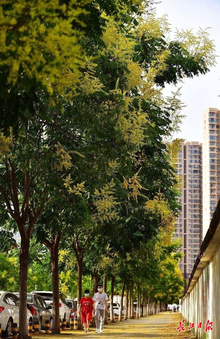 树种|沐花雨、踏花毯，武汉这些地方可以赏金色花海