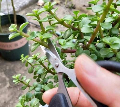 金枝玉叶小苗苗,一年快速变老桩,沧桑古朴做盆景,价格翻倍长