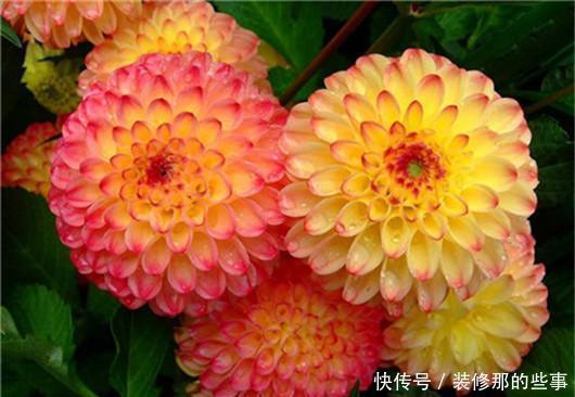淋死|梅雨季节仙人掌、文竹、兰花、芦荟等别淋雨,很容易淋死