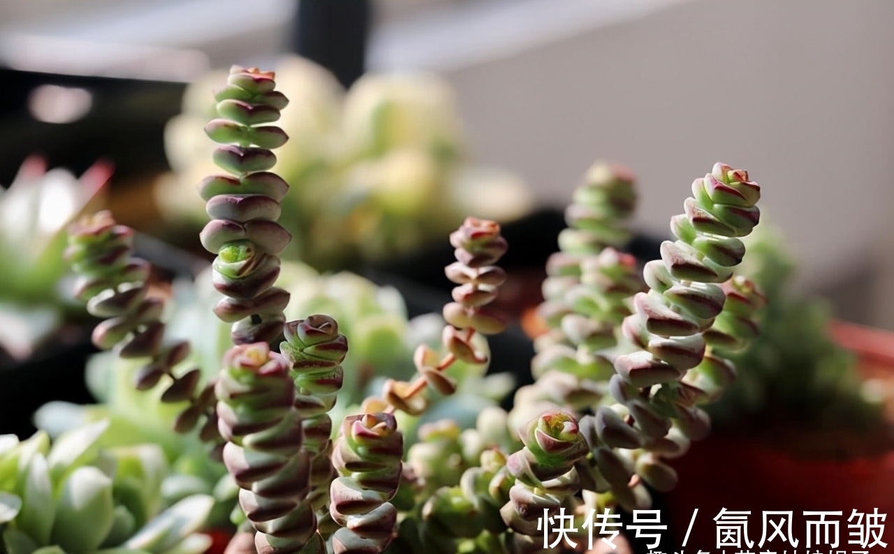 不是所有的多肉都可以叶插的,这16种叶插就很难成功,新手别费劲