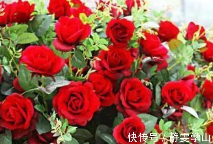 养花就养5种花,好养易活花量大,空气清香去异味,漂亮好养