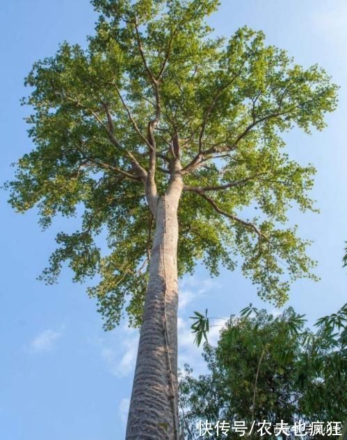 5种有剧毒的树木,吃不得碰不到,遇到要“绕道走”,认识不吃亏