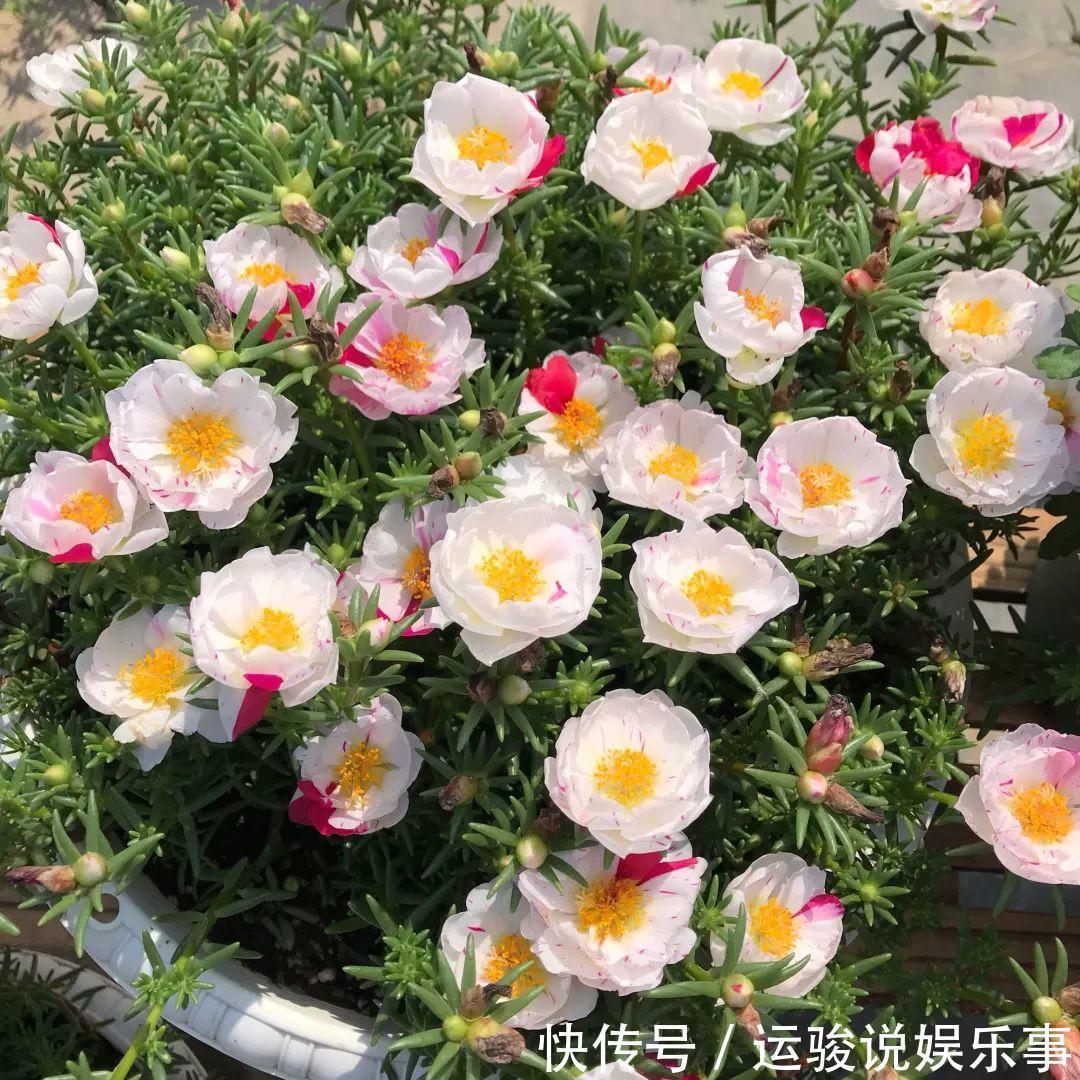 6种花超级喜欢太阳,晒得越多“花”越多,养一盆不亏