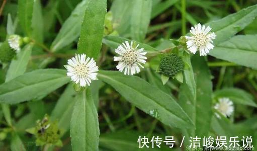鳢肠|5种野菜，家乡人都喜欢吃，若在路边遇到，别忘了摘来吃，好处多