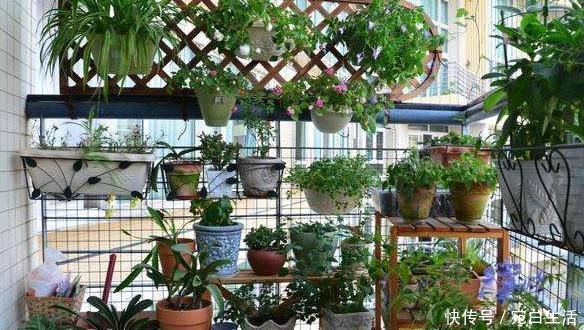 养花|最适合家养,还能够开100多天的花,就这“3种”,赶紧养一盆吧