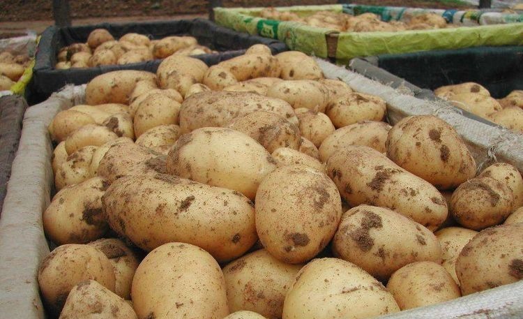 番茄|土豆营养又美味,但炒的时候不能放此物,现在知道还不晚!