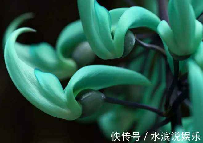 此花花色碧玉,盛开的花犹如一只只翡翠雕琢而成的小鸟,备受追捧
