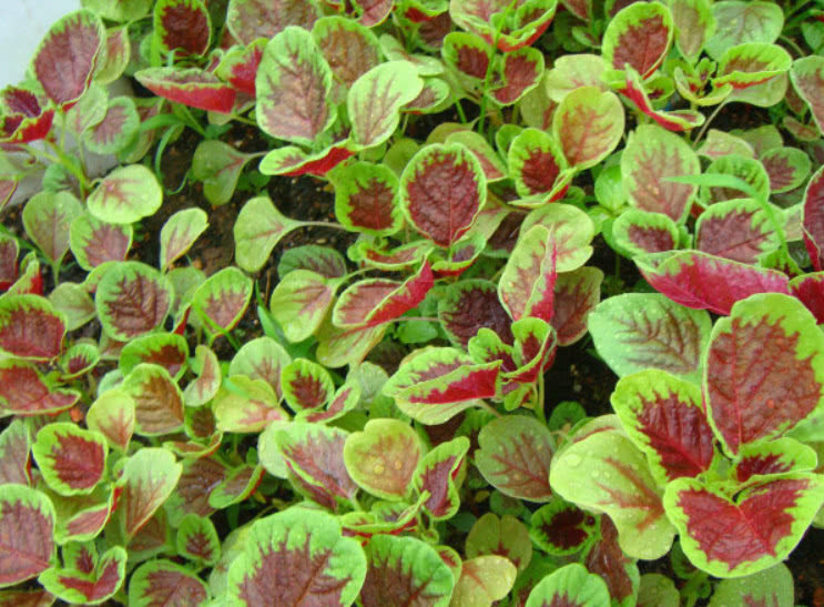 小白|这种野菜在家也能种植,吃它比羊肉还滋补,市场1斤还得12元