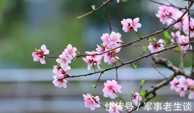 桃花$春风缱绻，我愿做你梦中的那朵桃花