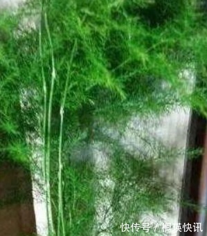 植物|君子兰、虎皮兰,“它”的汁液滴上3—4滴,统统窜“爆”盆