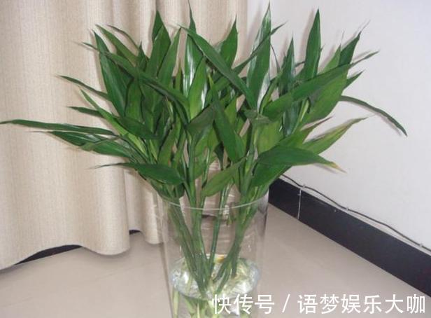 竹报平安|水培富贵竹养着养着就黄叶、不长个?注意4细节,株苗没问题!