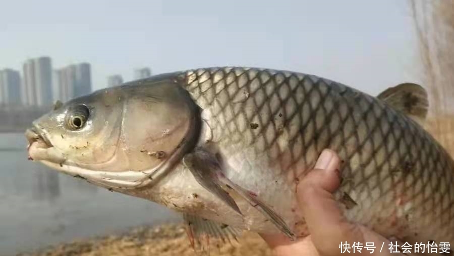 夏季|夏季不管在哪钓,打窝诱鱼万万不可少了这三步,切记莫忽视