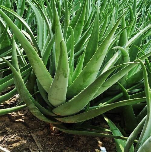 4种厚脸皮花,不能长成高个子,一长高就剪,越剪越健康