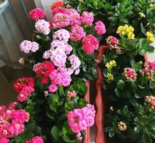 家里养上4种花，10元两盆，盆盆开成大花球，吉祥又如意！