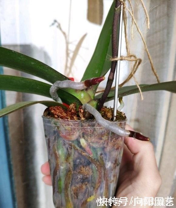 水苔|蝴蝶兰买回家，开完花以后，水苔换成植料，第二年还能接着开