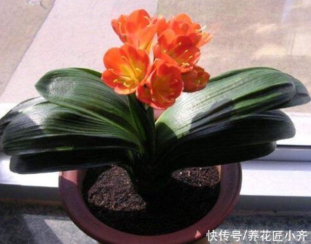 小齐|秋季给君子兰换土，通过3点判断是否该换，掌握方法不影响开花