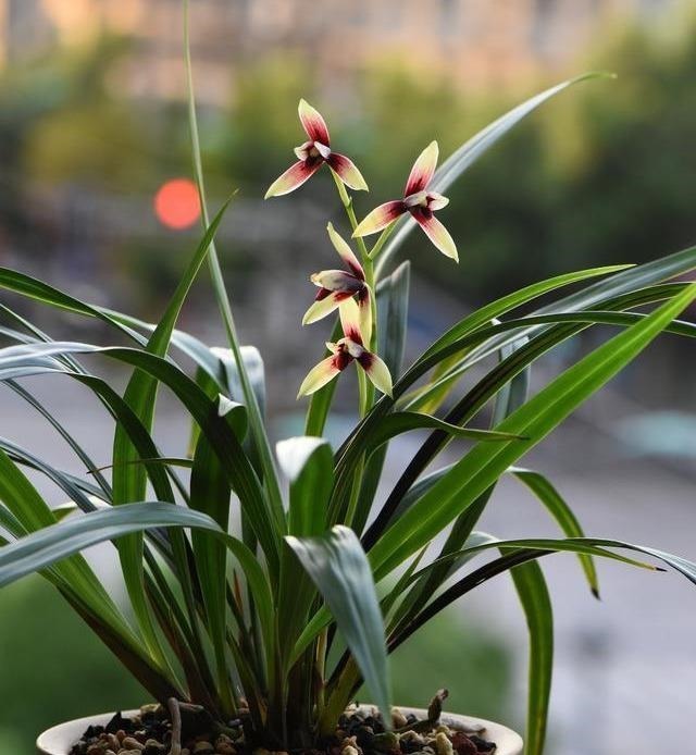 兰花喜欢“三垃圾”,土里埋一点,不烂根猛窜芽,爆出一圈大花苞