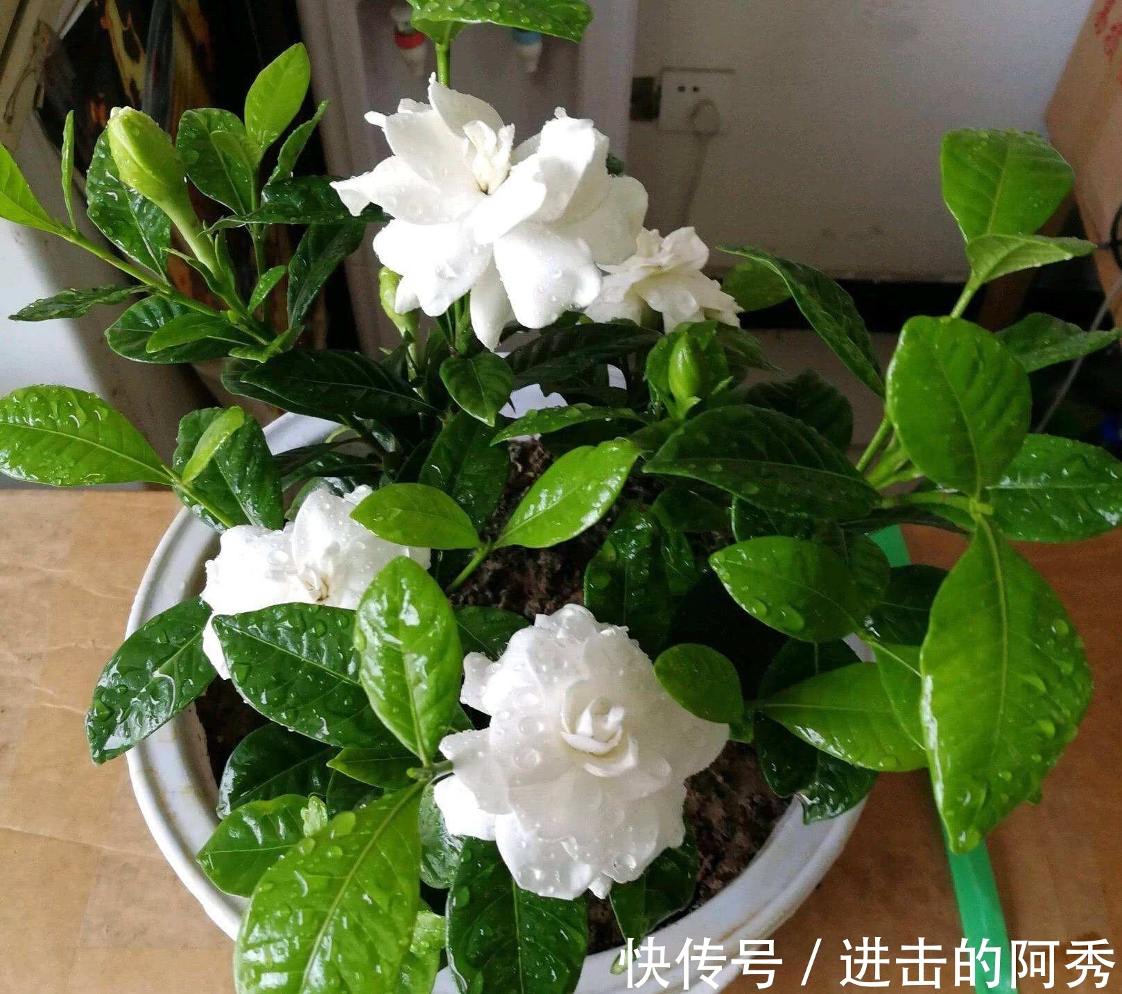 20种“坑人花”,真的很难养,没有三五年的养花经验,别入坑