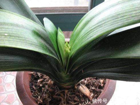 营养物质|君子兰长得慢、不开花2种肥扔盆里，注意几点，轻松开爆盆