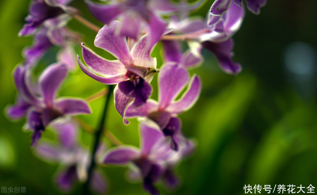 腐烂根|公认的“必死花”，买过N次，实在是太难养了