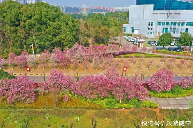 元宵节，带着你的“李焕英”“云”赏花吧！|春暖花开醉咸宁① |元宵节，带着你的“李焕英”“云”赏花吧！\＂,\＂i12\＂:\＂春暖花开醉咸宁①