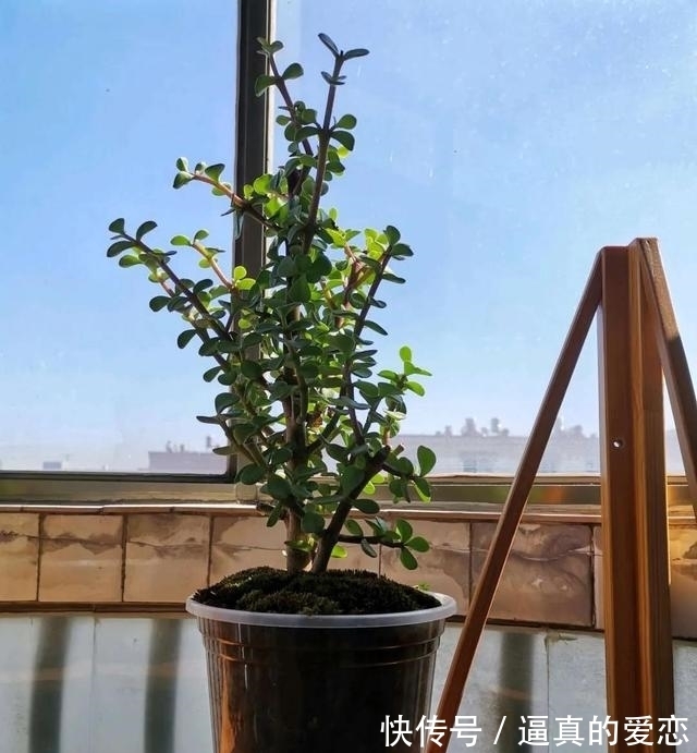 金枝玉叶|金枝玉叶太好养了,常用两种水,嫩叶冒不停,长势很喜人