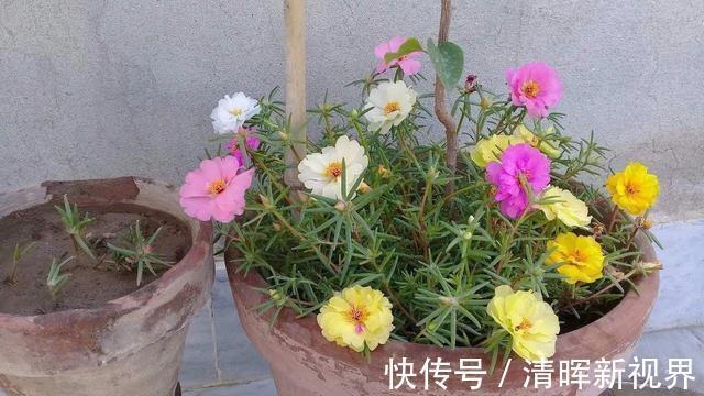 扦插|种了太阳花,试试扦插,一棵种出30棵,一盆开花几十朵,美极了!