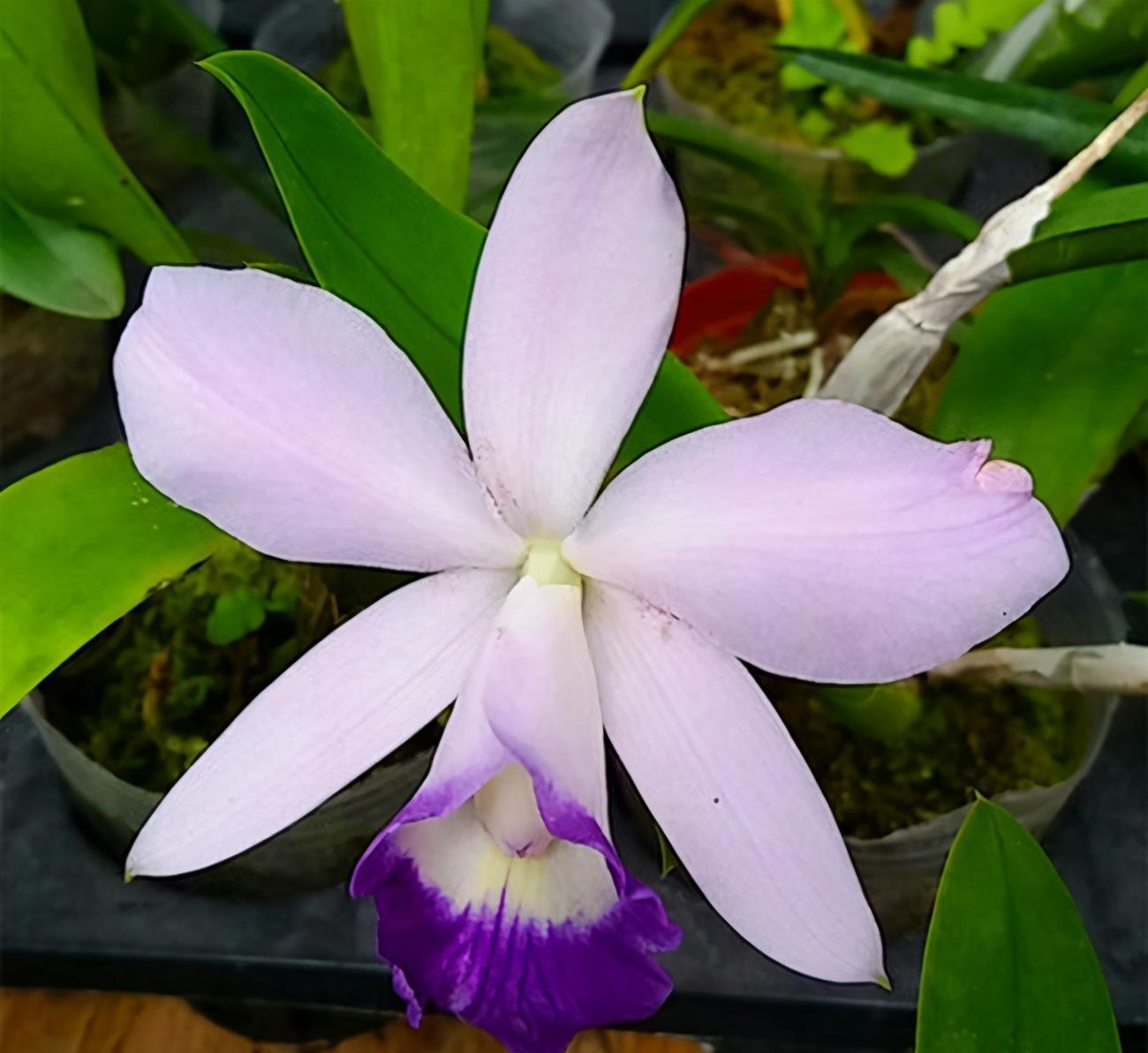 盘点小众年宵花,这6种很少有人知道,你家里养过吗?